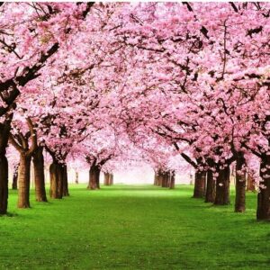 Enigma Brand 1000pc Jigsaw - Dream Sakura  (Made From 100% High Quality European Blue Board From Holland)